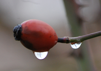 (c) tina doerwald 2011