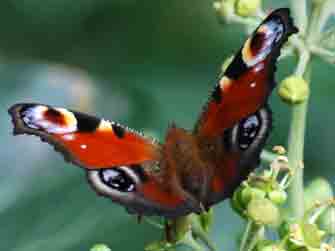(c) tina doerwald 2011